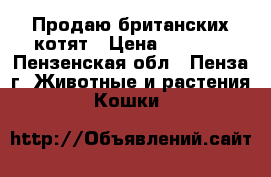 Продаю британских котят › Цена ­ 1 500 - Пензенская обл., Пенза г. Животные и растения » Кошки   